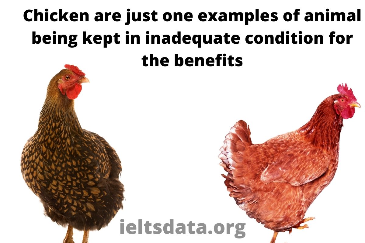 Chicken are just one examples of animal being kept in inadequate condition for the benefits of human beings.Write an essay for a university teacher or the following topic?
