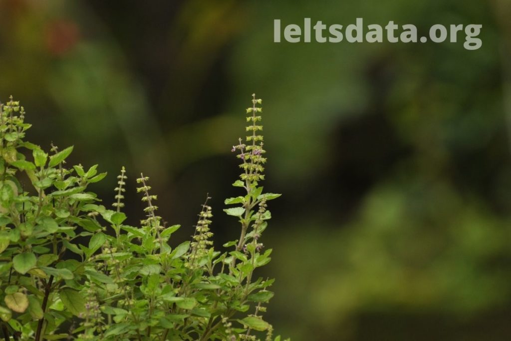 Describe a Useful Plant You Know About IELTS cue cards