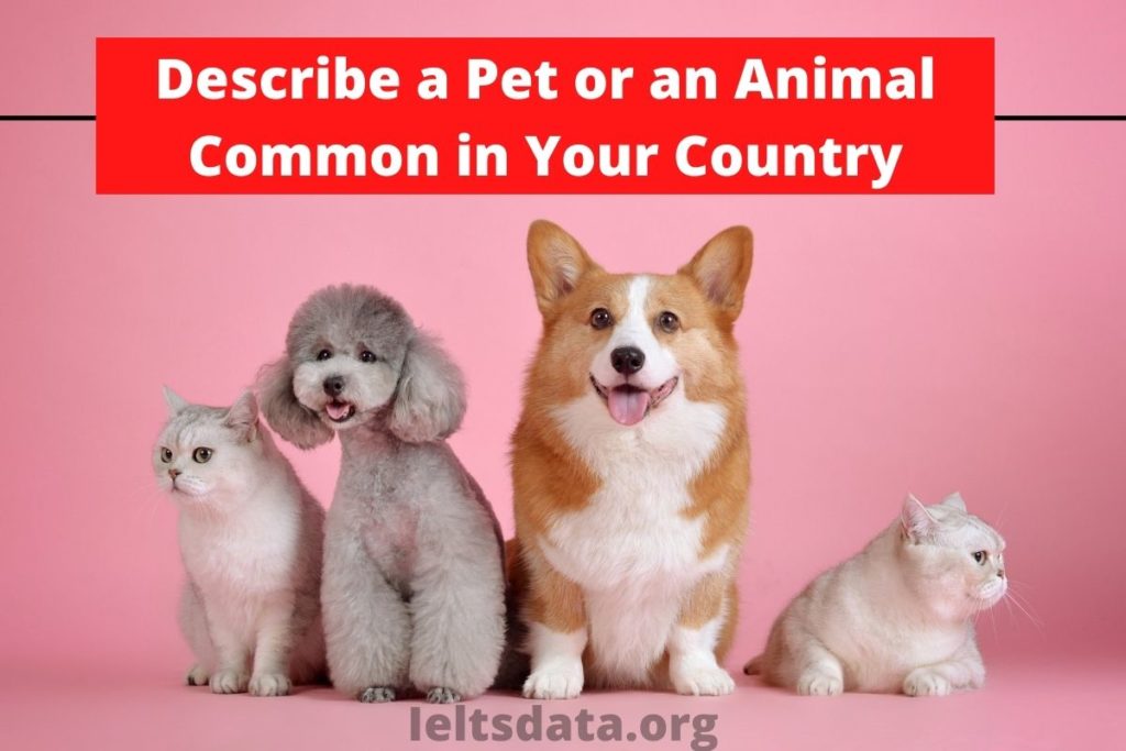 Describe a Pet or an Animal Common in Your Country