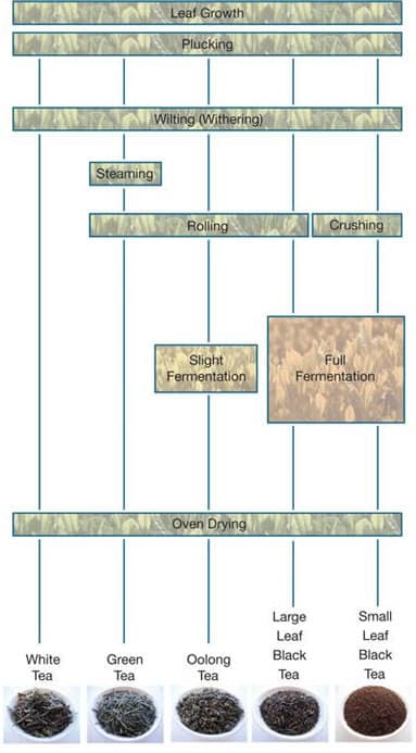 how tea leaves are processed into five tea types- AC Writing