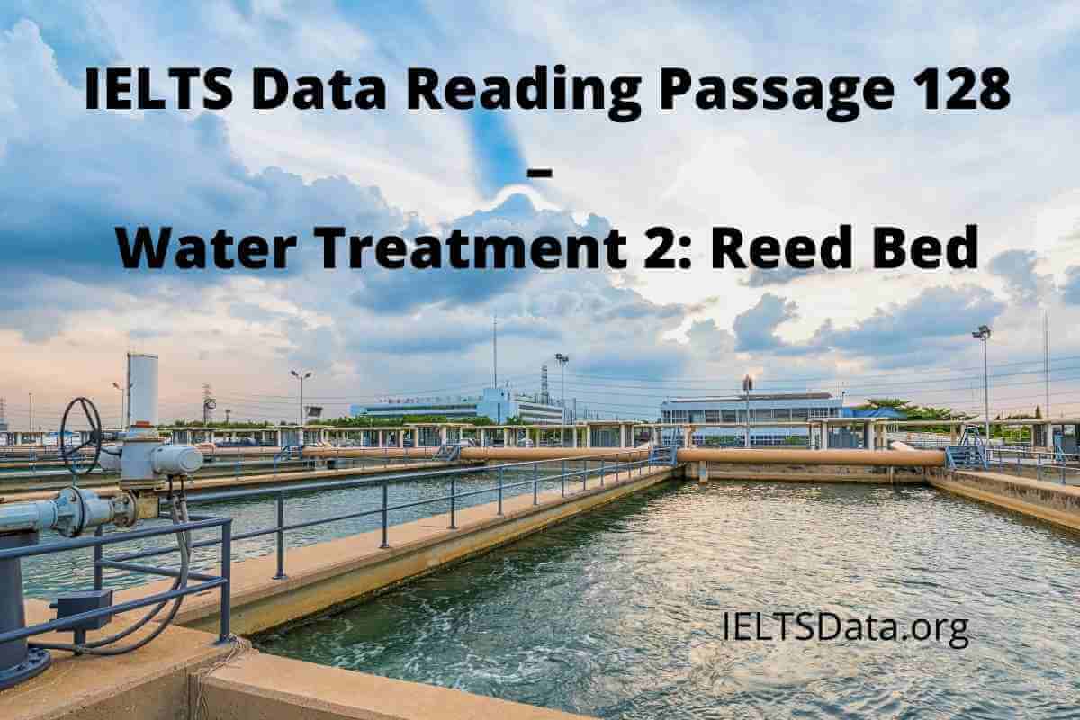 IELTS Data Reading Passage 128 – Water Treatment 2: Reed Bed