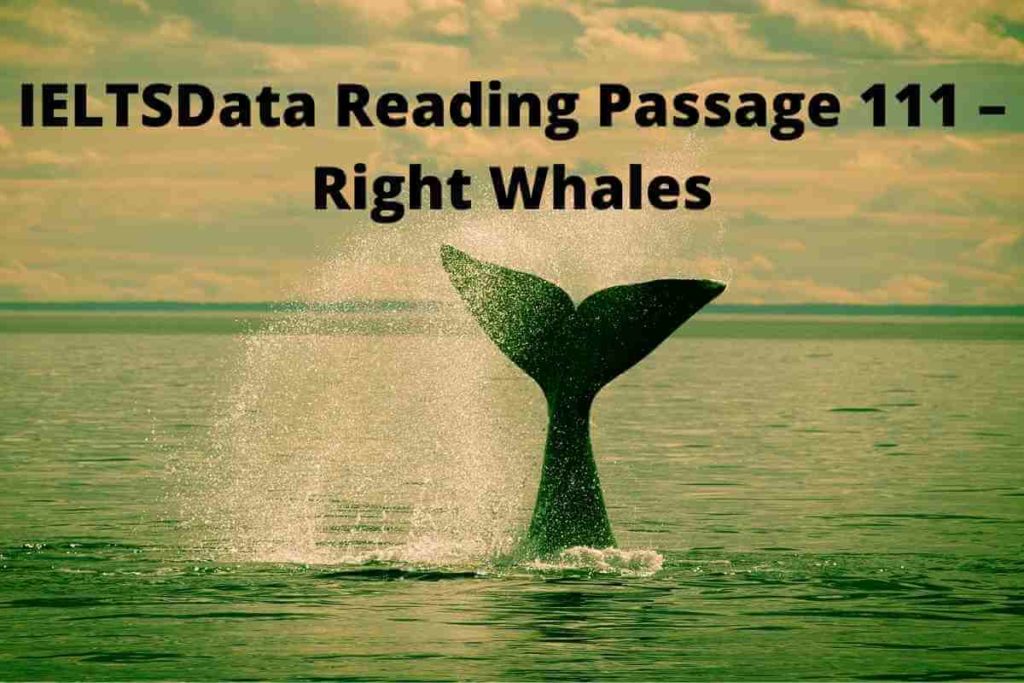 IELTSData Reading Passage 111 – Right Whales