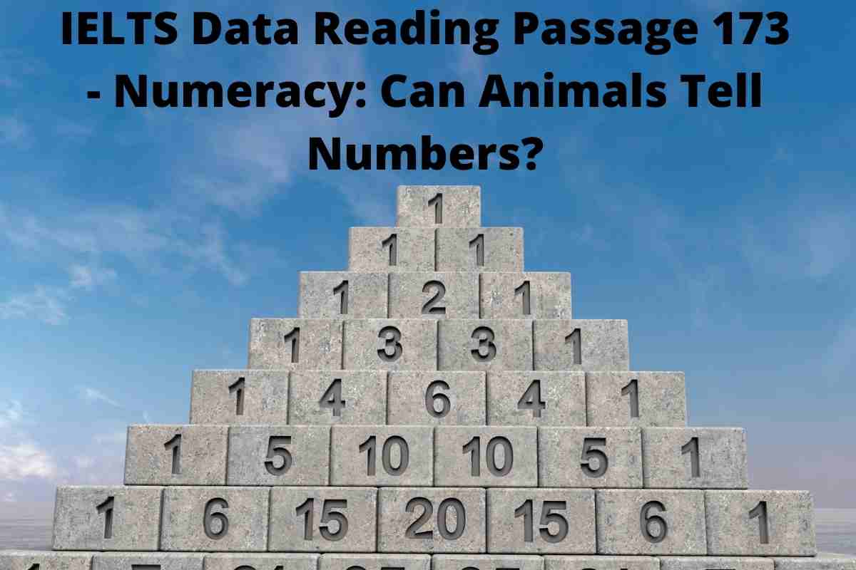 IELTS Data Reading Passage 173 - Numeracy: Can Animals Tell Numbers?