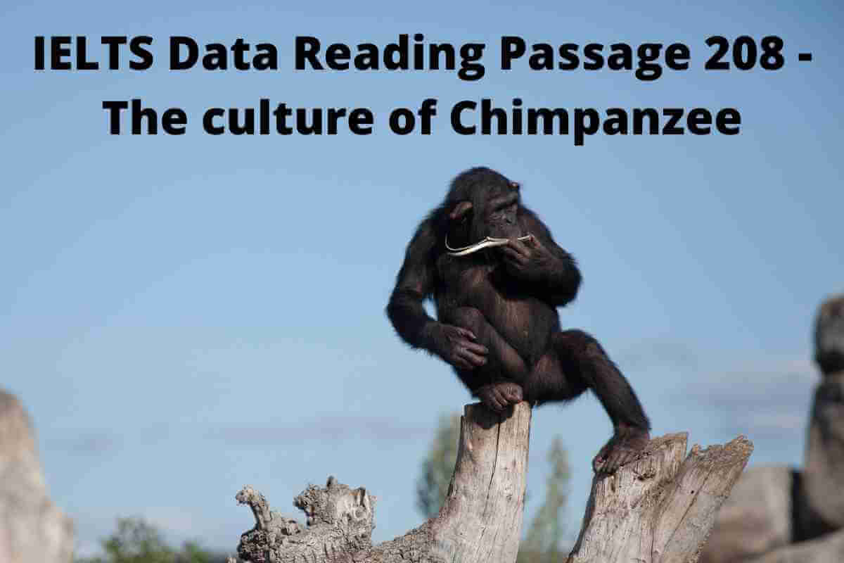 IELTS Data Reading Passage 208 - The culture of Chimpanzee
