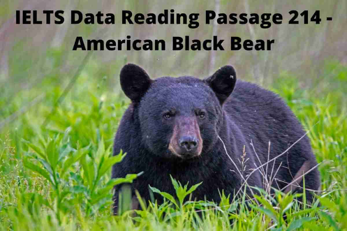 IELTS Data Reading Passage 214 - American Black Bear