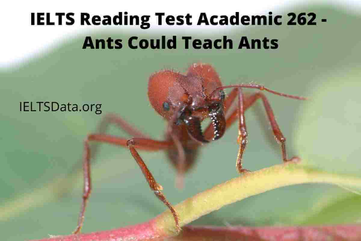 IELTS Reading Test Academic 262 - Ants Could Teach Ants
