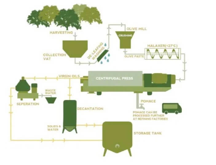 The Diagram Details the Process of Producing Olive Oil